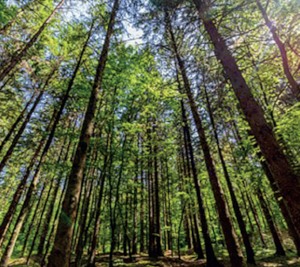 La Forêt française face au réchauffement climatique